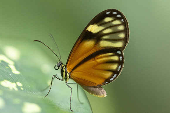 Pteronymia picta-6964