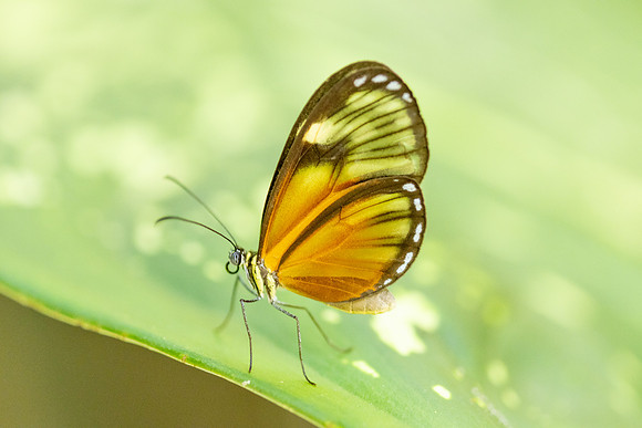 Pteronymia picta-6944