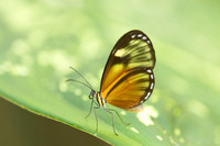 Pteronymia picta-6948
