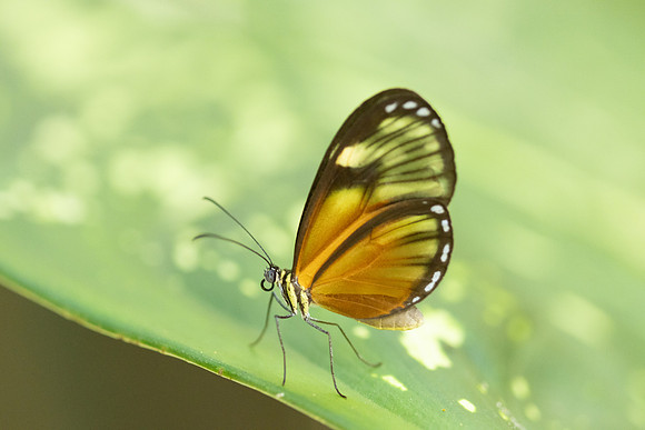 Pteronymia picta-6948