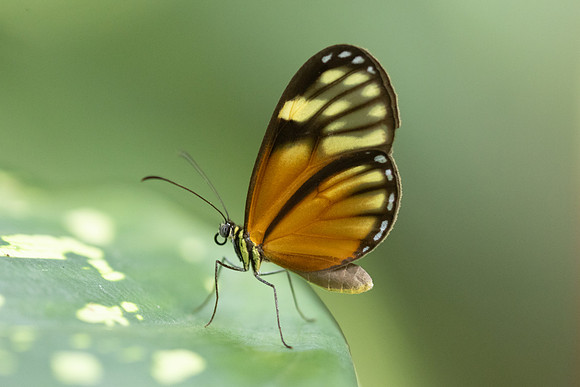 Pteronymia picta-6965