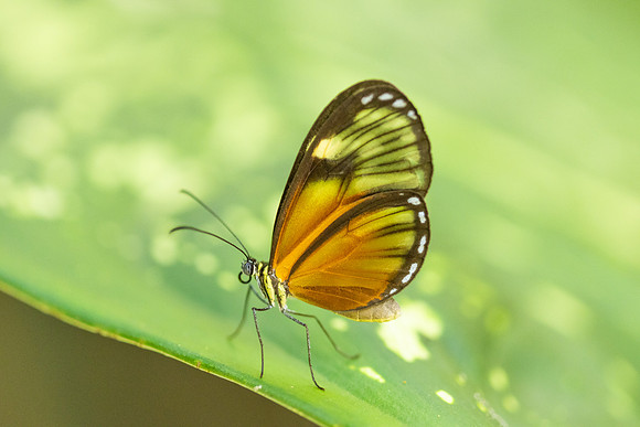 Pteronymia picta-6952