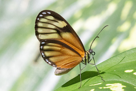 Pteronymia picta-6979