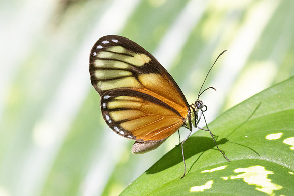 Pteronymia picta-6986