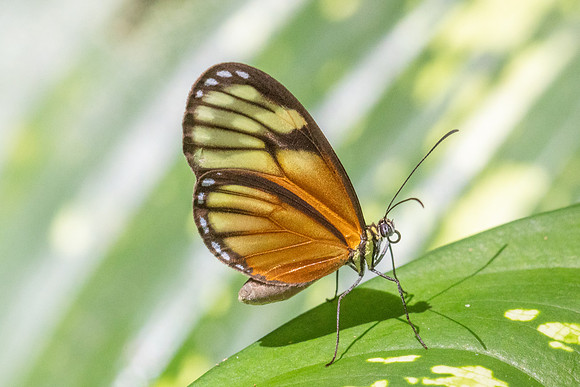 Pteronymia picta-6985