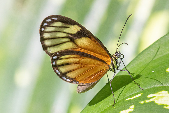 Pteronymia picta-6997