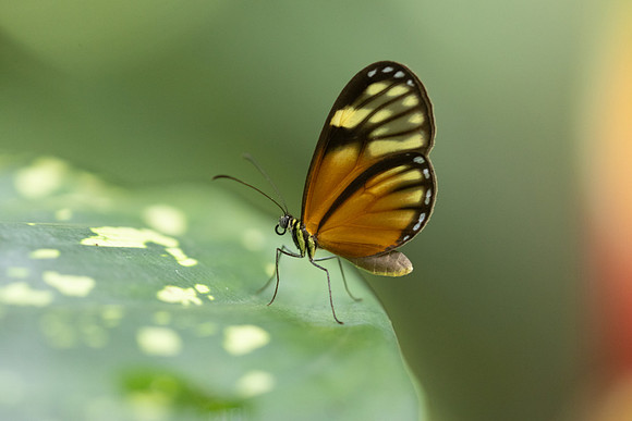 Pteronymia picta-6966