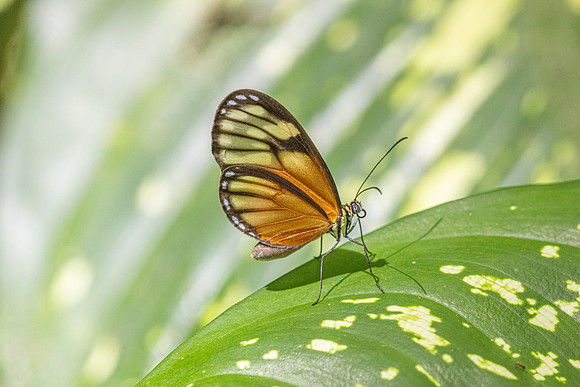 Pteronymia picta-7000