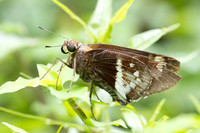 Xeniades orchamus-7193