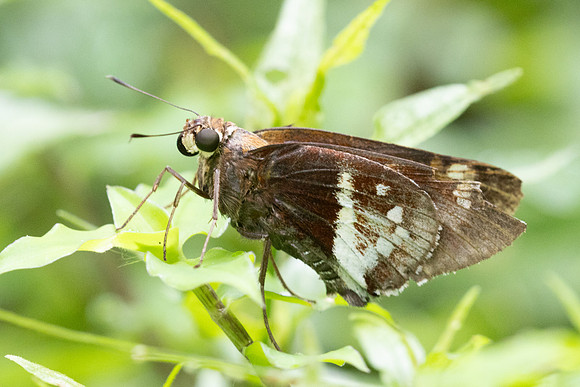 Xeniades orchamus-7193