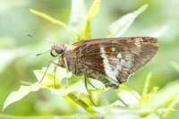 Xeniades orchamus