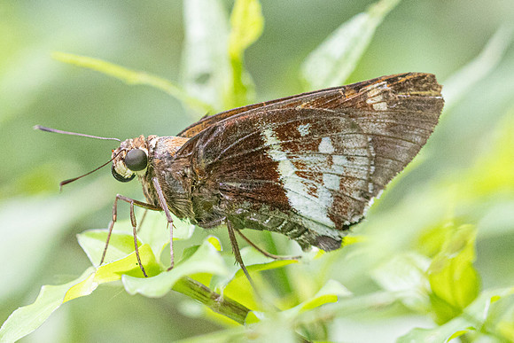 Xeniades orchamus-7176