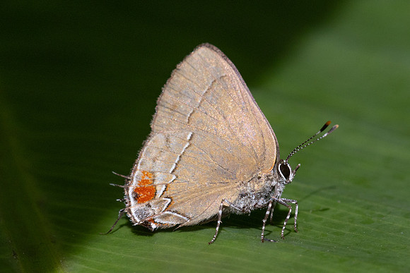 Arumecla galliena-7661