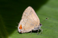 Arumecla galliena