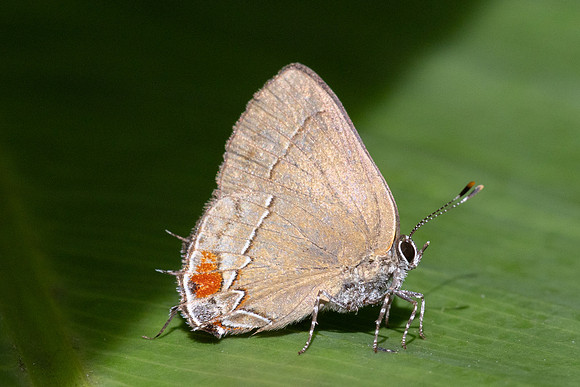 Arumecla galliena-7659