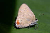 Arumecla galliena-7664