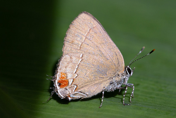 Arumecla galliena-7664
