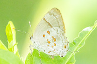Tmolus echion-7972
