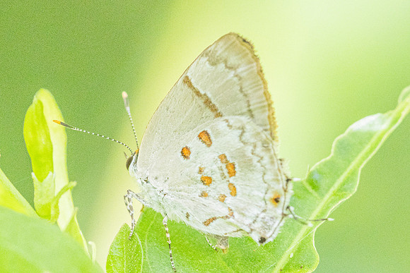 Tmolus echion-7972