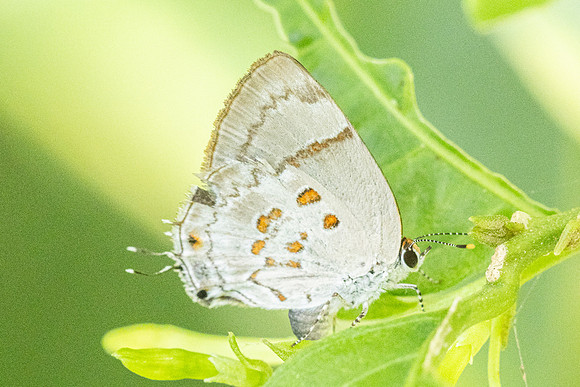Tmolus echion-7967