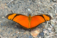 Dryas iulia-5124