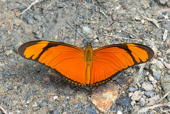 Dryas iulia-5124