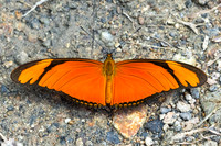 Dryas iulia-5126
