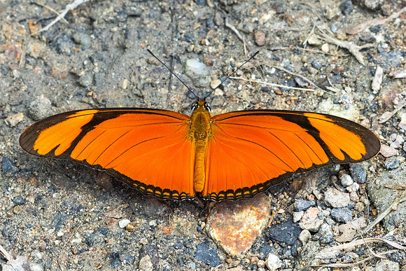Dryas iulia-5126