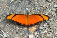 Dryas iulia-5127