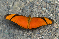 Dryas iulia-5133