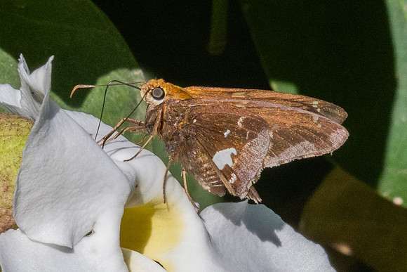 Epargyreus cruza-0018