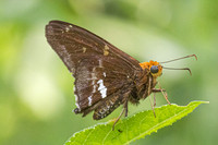 Epargyreus cruza-2914