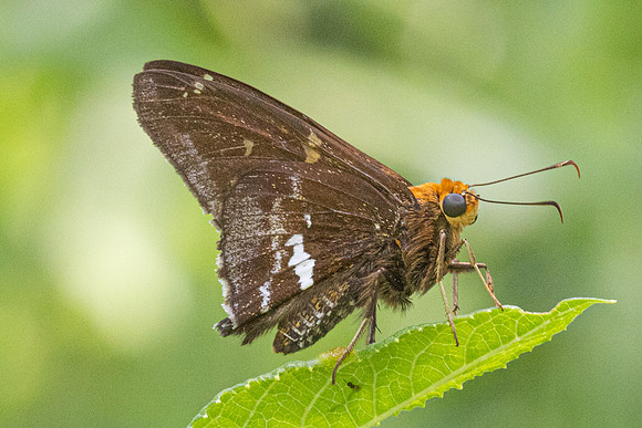 Epargyreus cruza-2914