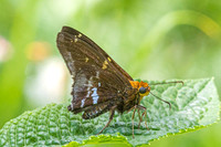 Epargyreus cruza-2902