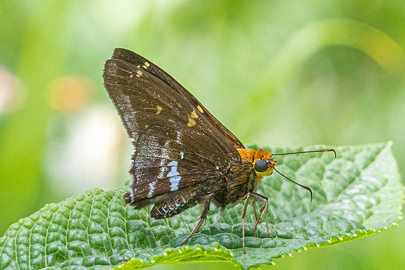 Epargyreus cruza-2902