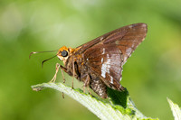 Epargyreus cruza