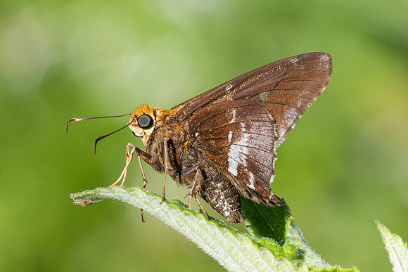 Epargyreus cruza id--2364