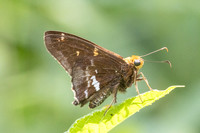 Epargyreus cruza-2904