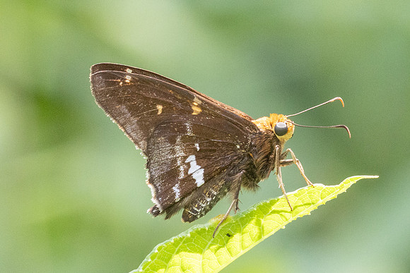 Epargyreus cruza-2904
