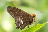 Epargyreus cruza-2915
