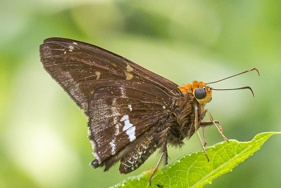 Epargyreus cruza-2915
