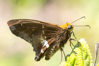 Epargyreus cruza-2957