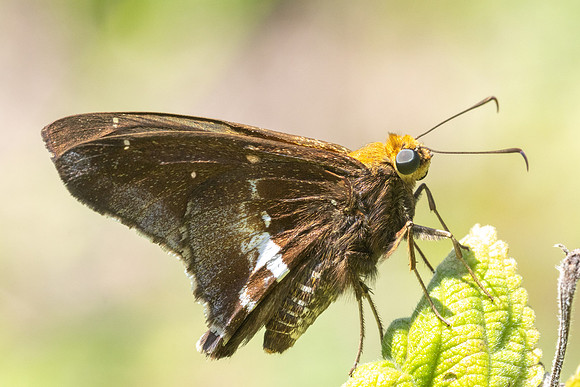 Epargyreus cruza-2957