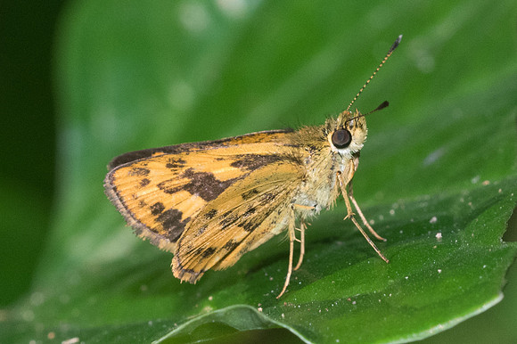 Potanthus confucius-0595 - Doi Suthep - 13/11/23