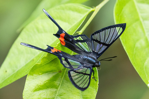 Chorinea bogota-1871  - Minca - 16/07/25