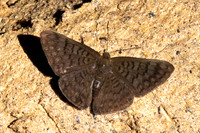 Emesis ocypore-0943- Minca - 16/07/25