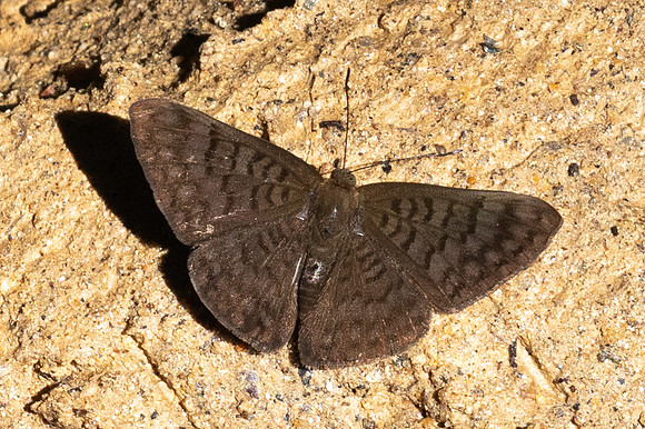 Emesis ocypore-0943- Minca - 16/07/25
