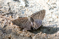Emesis ocypore-0937