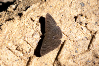 Emesis ocypore-0938- Minca - 16/07/25