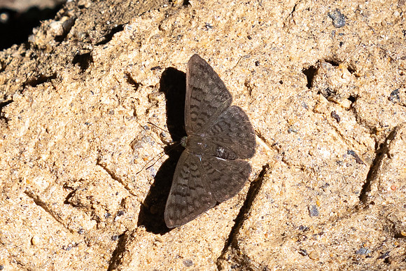 Emesis ocypore-0938- Minca - 16/07/25